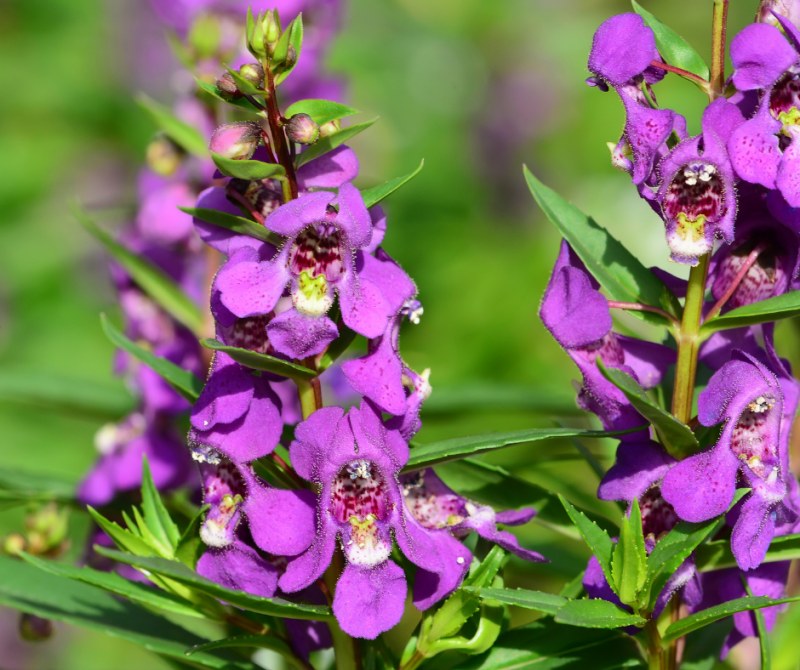 Angelonia : une plante estivale élégante et résistante vers Lège cap ferret, Le Porge, et Lacanau.
