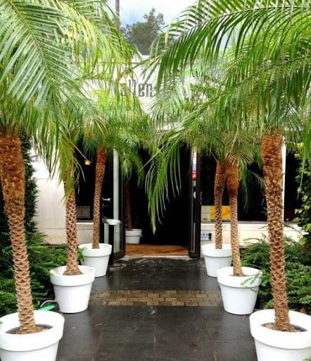 Location de palmiers pour mariages ou évènement spécial sur Le Bassin d'Arcachon