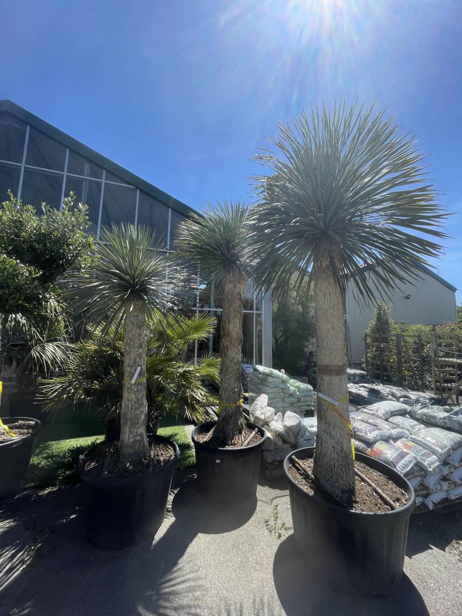 Yucca rostrata : Une plante méditerranéenne idéale près de Lacanau