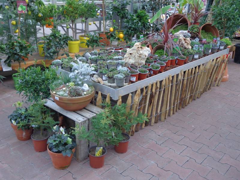 Vente de Sedums et Sempervivums dans votre Jardinerie Delbard Le Porge !
