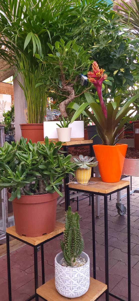 Jardinerie Delbard au Porge vous conseille pour préparer votre jardin d’hiver