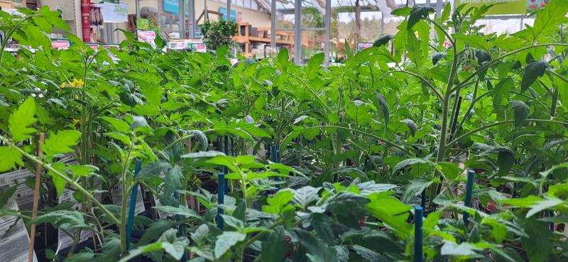 comment s&rsquo;occcuper et quoi planter dans son potager en avril