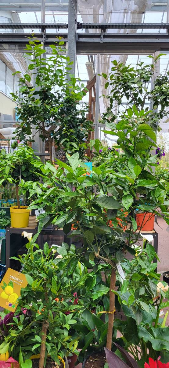 Succombez à la Tentation des Agrumes Réussir la Culture de ces Arbres Fruitier