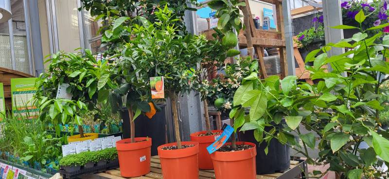 Succombez à la Tentation des Agrumes Réussir la Culture de ces Arbres Fruitier
