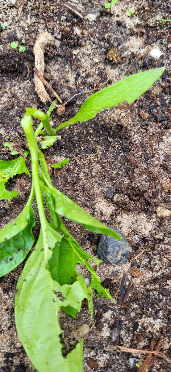 Les bêtes qui abîment votre potager : comment les identifier et les éliminer ?