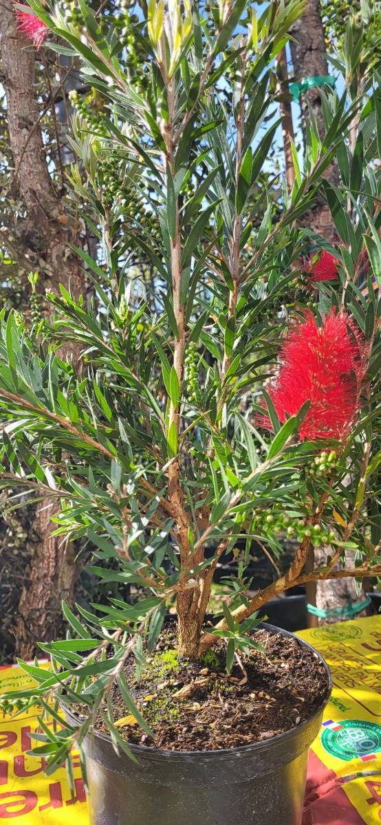 Où trouver la plante rince doigt ou la Callistemon sur le bassin ?