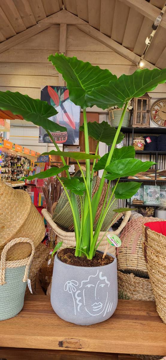 La Fascinante Alocasia gageana &lsquo;California&rsquo;: Un Jardin Tropicale au Cœur du Bassin d&rsquo;Arcachon