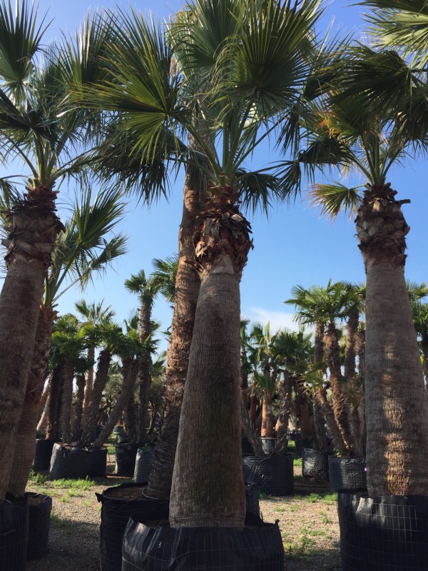 Vente de Washingtonia, palmiers de grande taille au Bassin d’Arcachon