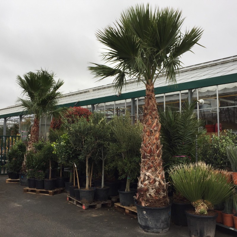 Vente de Washingtonia, palmiers de grande taille au Bassin d’Arcachon