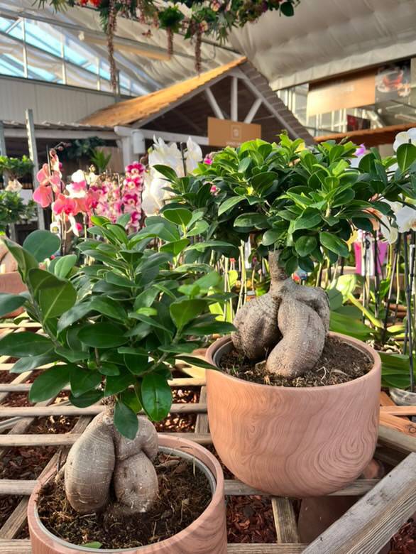 Faut-il tailler ses plantes vertes d’intérieur ?