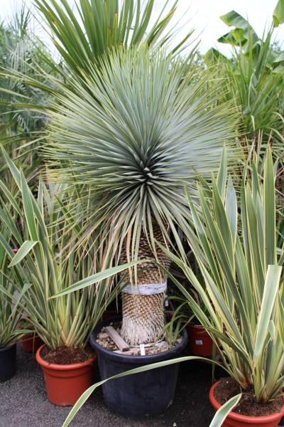 Où trouver des grandes plantes extérieurs sur le bassin d’Arcachon.