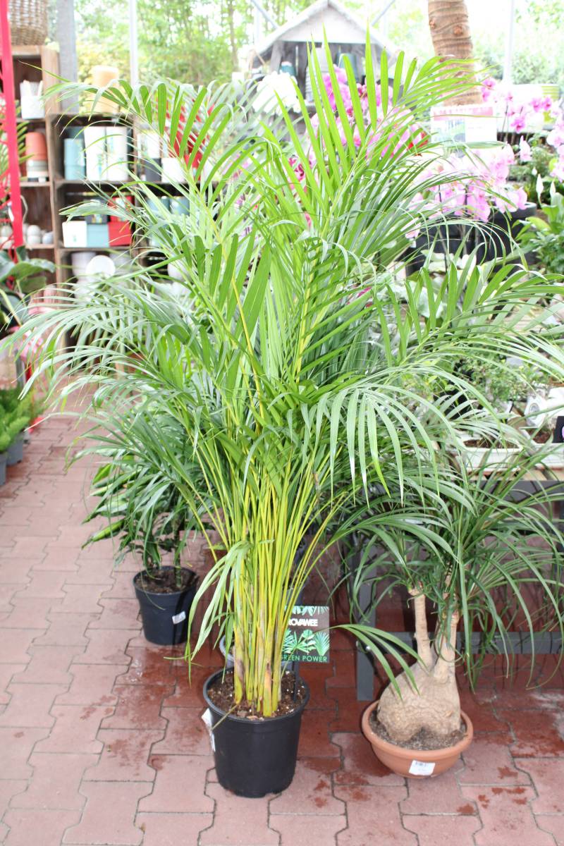 Location de plantes, palmier, olivier, yucca, et arbre d&rsquo;ornement pas chère sur le bassin d’Arcachon