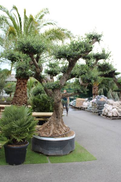 Où trouver des grandes plantes extérieurs sur le bassin d’Arcachon.