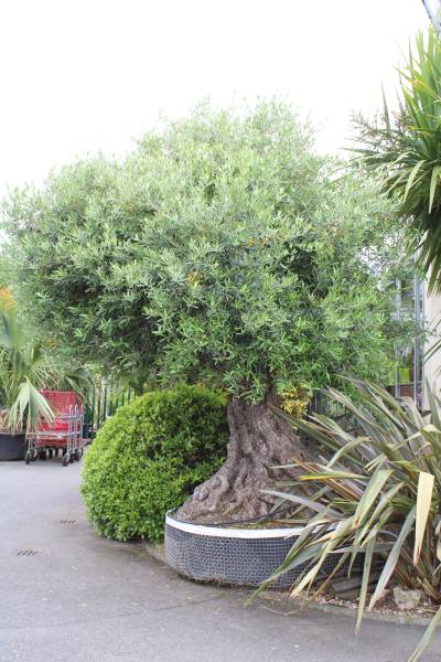 Où trouver des grandes plantes extérieurs sur le bassin d’Arcachon.