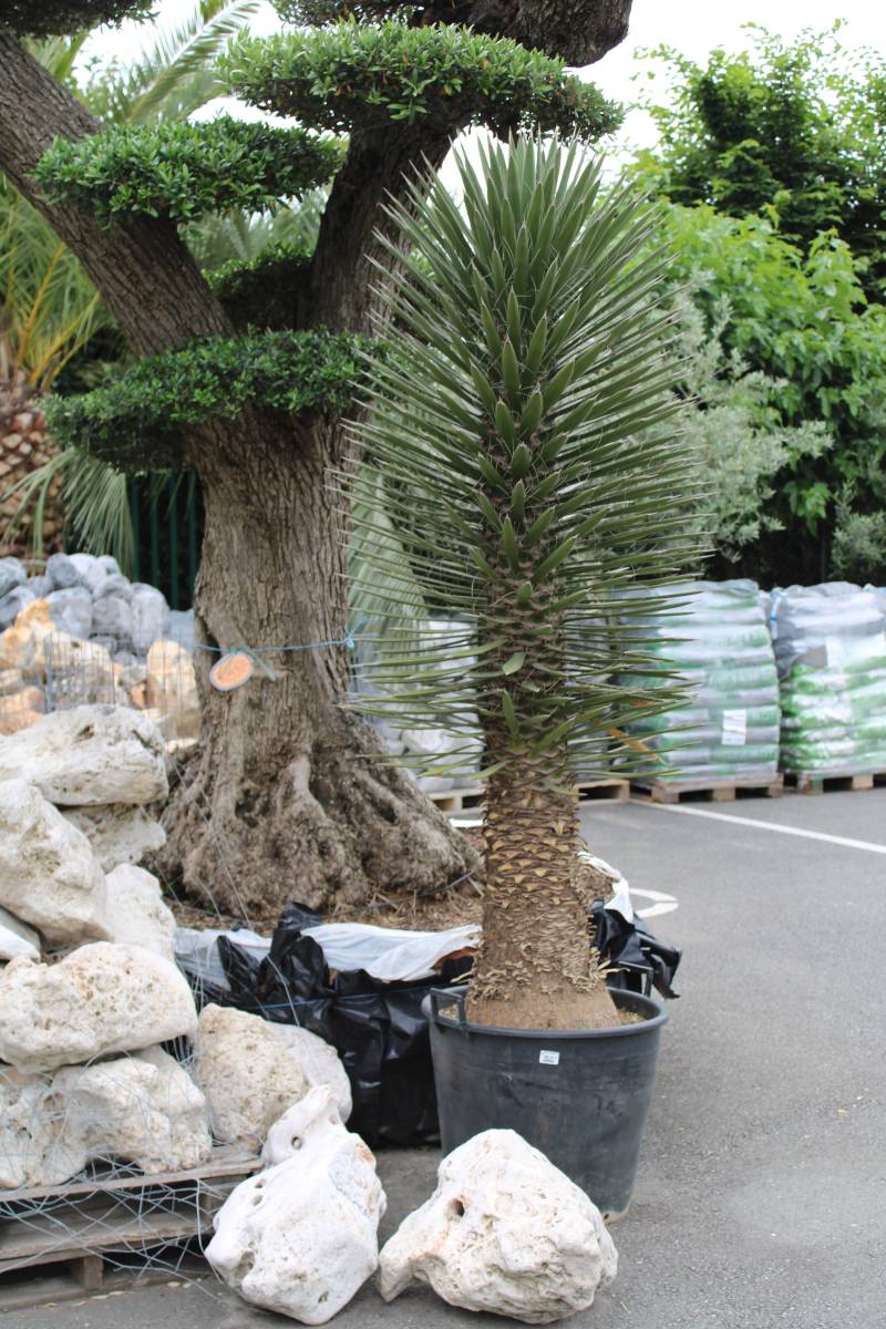 Où acheter des Yuccas d’extérieur sur le Bassin d’Arcachon ?