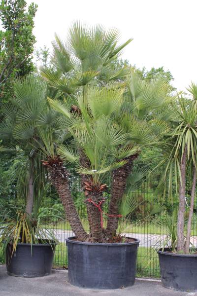 Où trouver des grandes plantes extérieurs sur le bassin d’Arcachon.