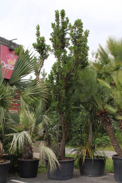 Où trouver des grandes plantes extérieurs sur le bassin d’Arcachon.