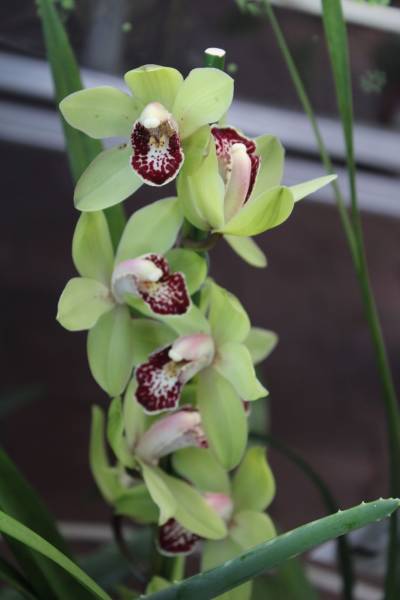 Où trouver des orchidées Cymbidium sur le bassin d’Arcachon ?
