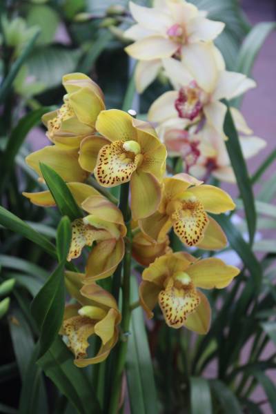 Où trouver des orchidées Cymbidium sur le bassin d’Arcachon ?