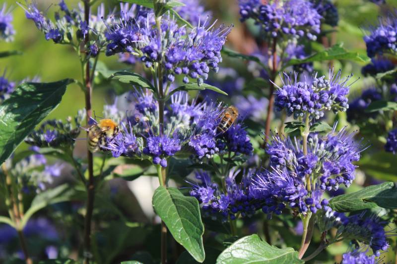 Le Caryoptéris, que l’on appelle aussi spirée bleue ou barbe bleue à la jardinerie Delbard Le Porge proche du Cap ferret.