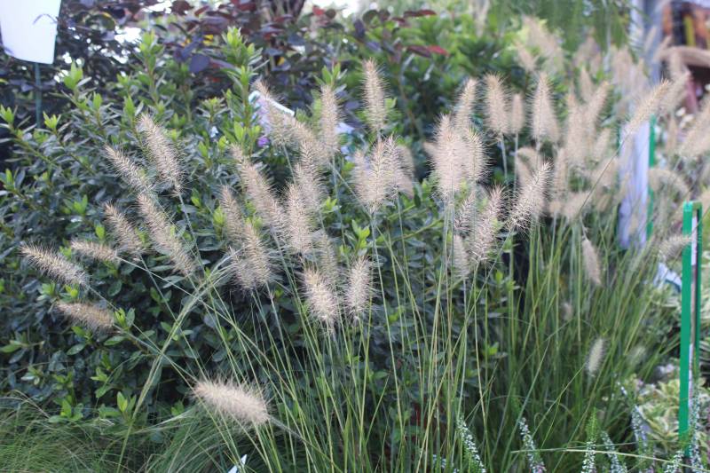 Vente de pennisetum alopecuroides (graminée) à la Jardinerie Delbard Le Porge proche du bassin d’Arcachon.