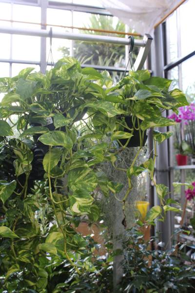 Vente de pothos  à la Jardinerie Delbard Le Porge proche du bassin d’Arcachon.