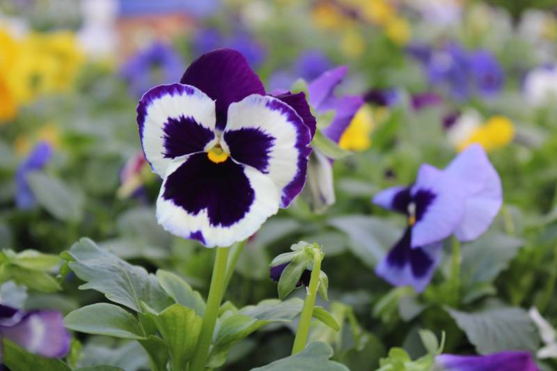 Où trouver des pensées, petite fleurs avec de jolie couleurs sur le bassin d’Arcachon ?