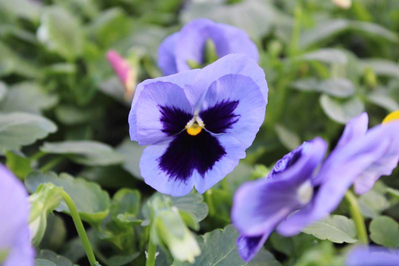 Où trouver des pensées, petite fleurs avec de jolie couleurs sur le bassin d’Arcachon ?