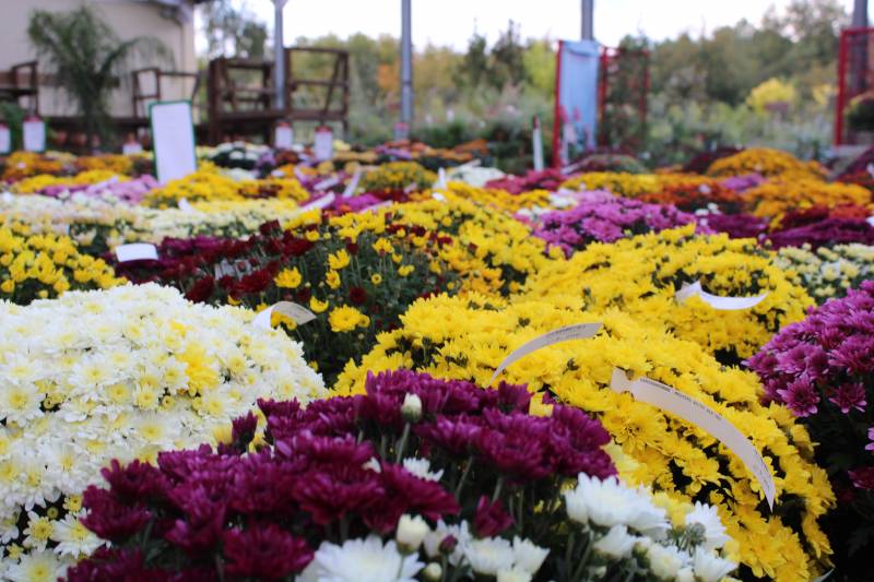 Où trouver des chrysanthèmes sur Andernos les bains ?