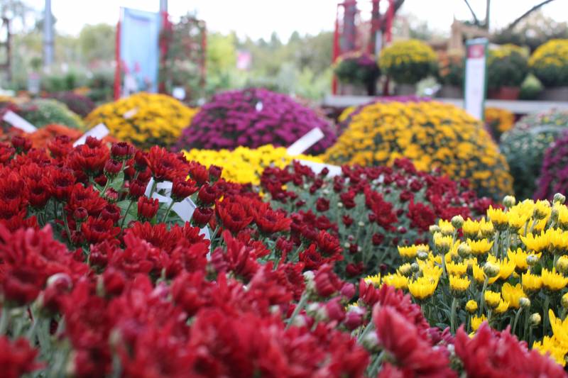 Où trouver des chrysanthèmes sur Andernos les bains ?