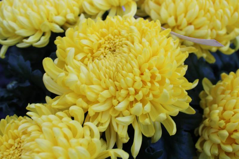 Où trouver des chrysanthèmes sur Andernos les bains ?