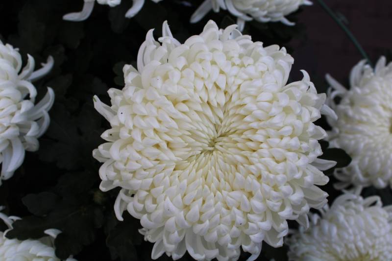 Où trouver des chrysanthèmes sur Andernos les bains ?