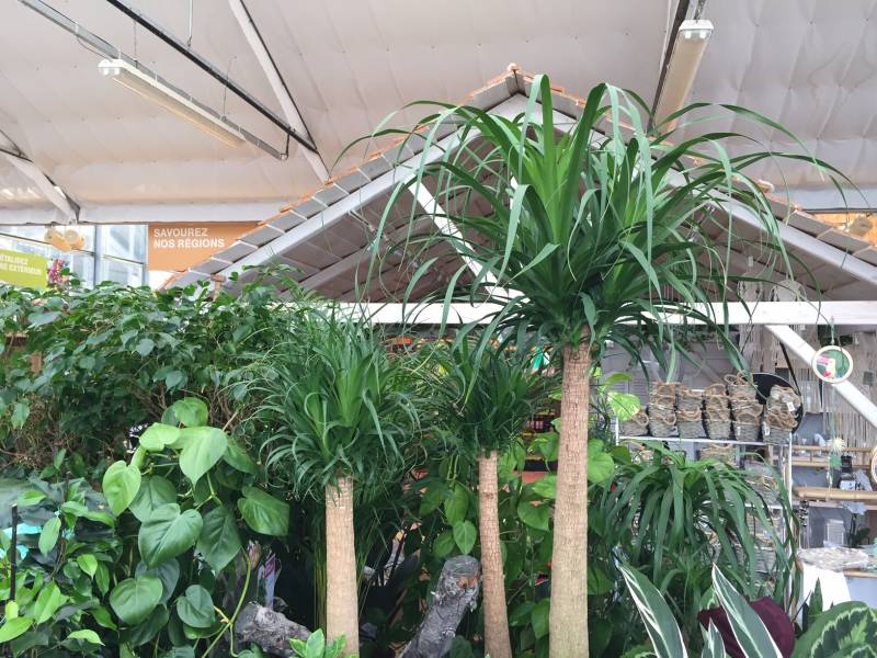 Beaucarnea ou pied d&rsquo;éléphant, plante verte d&rsquo;intérieur facile d&rsquo;entretien au Bassin d&rsquo;Arcachon