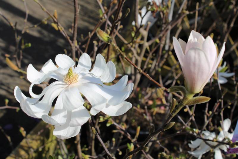 Où acheter des arbres appelés Magnolias sur le bassin d’Arcachon ?