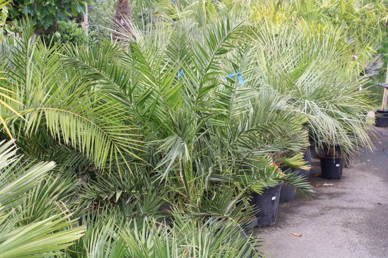 Location de plantes, palmier, olivier, yucca, et arbre d&rsquo;ornement pas chère sur le bassin d’Arcachon