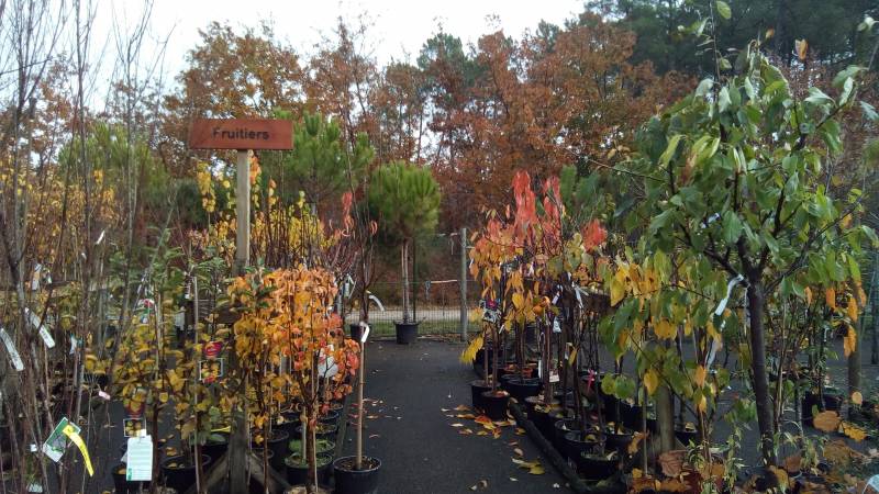 Achat d&rsquo;arbres fruitiers à Andernos sur le Bassin d&rsquo;Arcachon