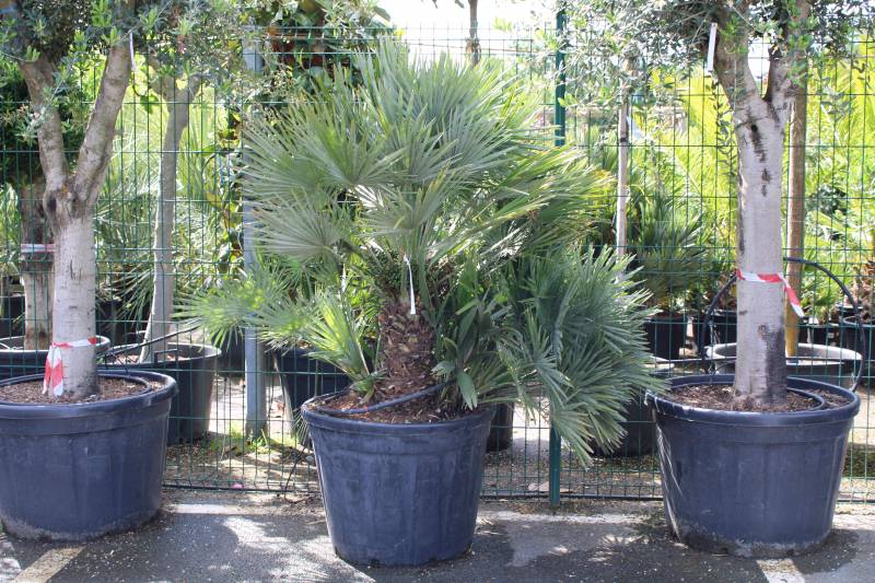 Location de plantes, palmier, olivier, yucca, et arbre d&rsquo;ornement pas chère sur le bassin d’Arcachon