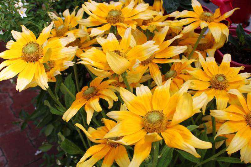 Acheter des tournesols vivaces, fleurs qui résiste au soleil sur le bassin d’Arcachon ?