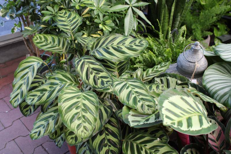 Où acheter une belle plante verte d’intérieur appelée Calathéa proche du Bassin d’Arcachon ?