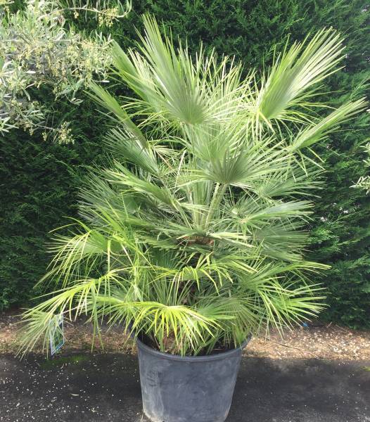 Vente de palmiers, toute les tailles et variété et pour tout budget au Bassin d&rsquo;Arcachon