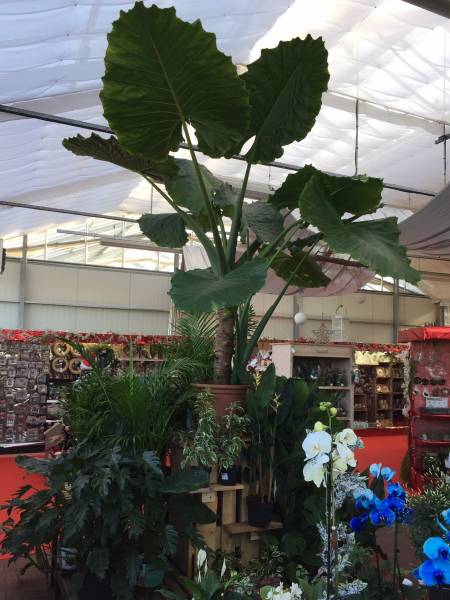 Achat de plantes d&rsquo;intérieur dans votre jardinerie Delbard proche de Lacanau