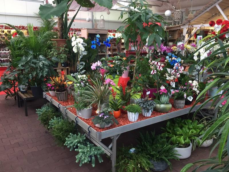 Achat de plantes d&rsquo;intérieur dans votre jardinerie Delbard proche de Lacanau