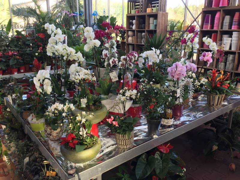 Coupe de fleurs sur le Bassin d&rsquo;Arcachon