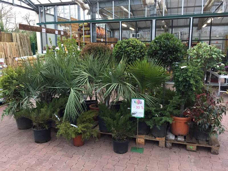 Achat de plantes d&rsquo;intérieur et d&rsquo;extérieur en soldes à Lacanau