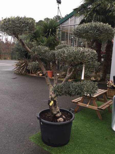Achat de plantes d&rsquo;intérieur et d&rsquo;extérieur en soldes à Lacanau