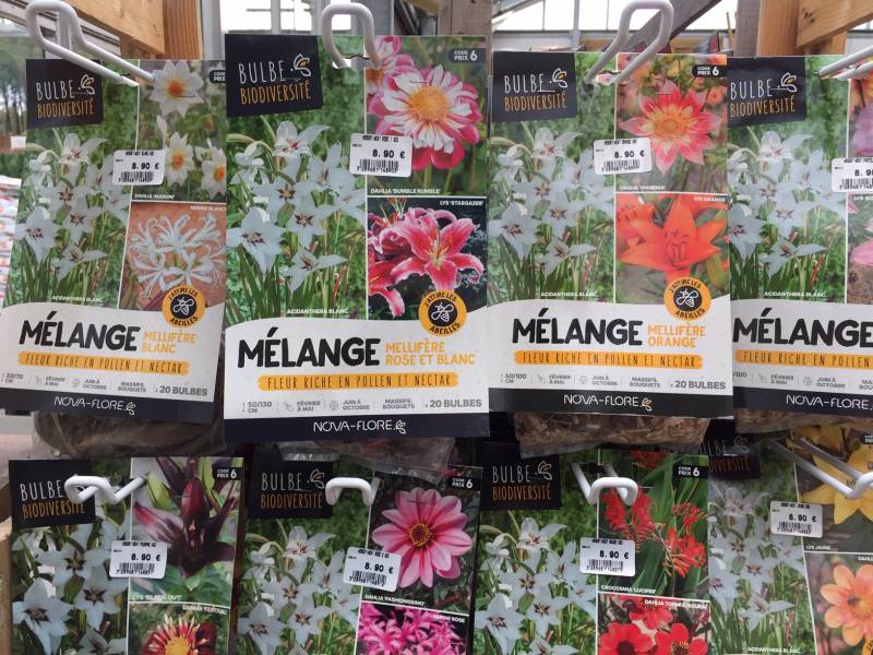Bulbes plantes vivaces mellifères au Bassin d&rsquo;Arcachon
