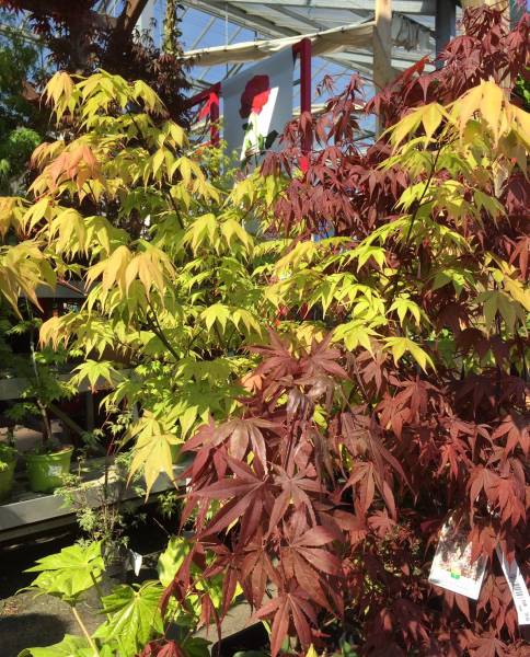 Vente d&rsquo;Erables du Japon, Acer palmatum à Andernos sur le Bassin d&rsquo;Arcachon