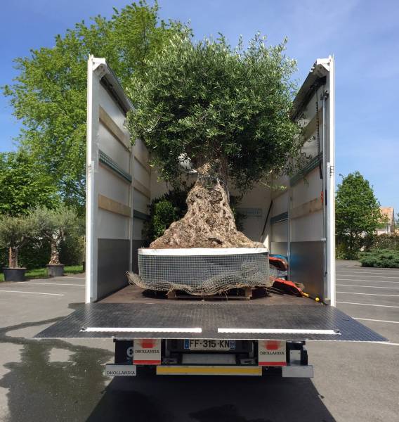 Livraison arbre Olivier d&rsquo;ornement multi-centenaires à St Médard en Jalles