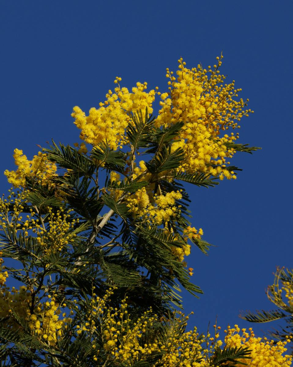 Mimosa greffé Gaulois : un rayon de soleil en hiver autour du Bassin d’Arcachon