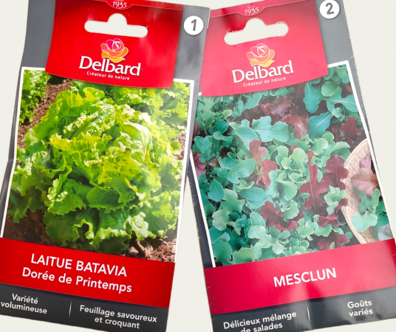 Tout s&rsquo;avoir sur la salade VERTE, comment la planter et la cultiver ?